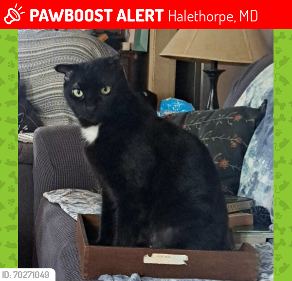 Lost Male Cat last seen Near arbutus elementary school, Halethorpe, MD 21227