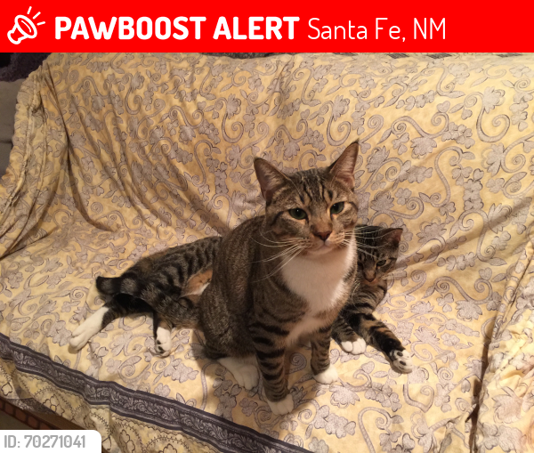 Lost Male Cat last seen TESUQUE, NEW MEXICO, Santa Fe, NM 87501