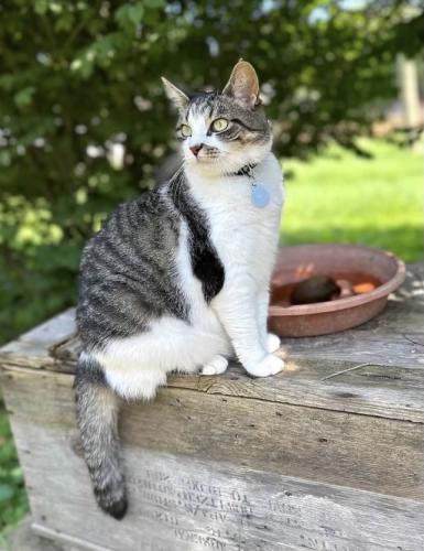 Lost Female Cat last seen Van Resort Dr., Mendon, MI 49072