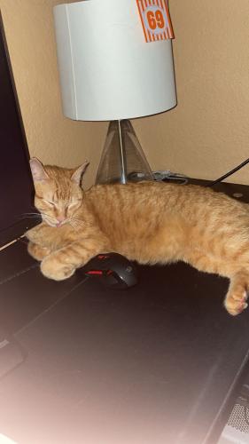 Lost Male Cat last seen Westheimer rd with 99, Katy, TX 77494