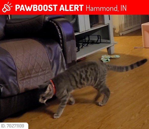 Lost Male Cat last seen Beverly , Hammond, IN 46324