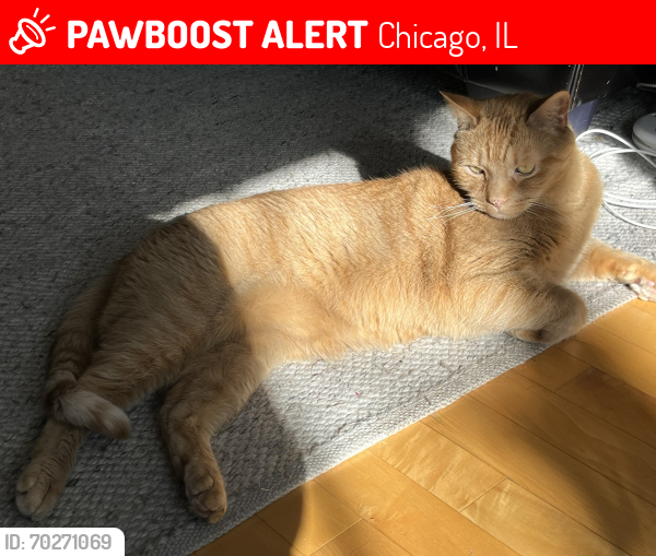 Lost Male Cat last seen Belmont & Drake, Chicago, IL 60618