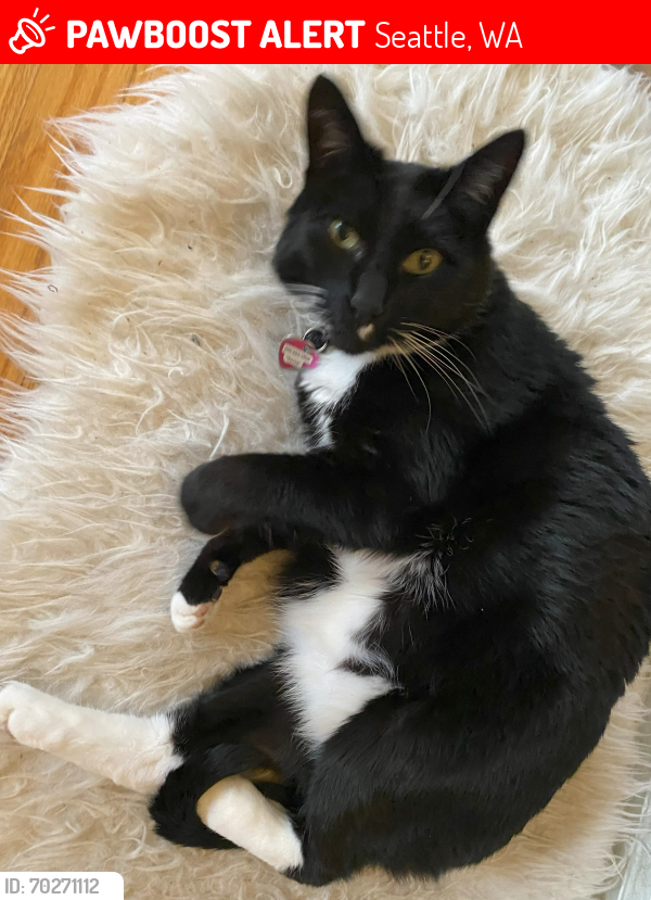 Lost Male Cat last seen 19th Ave NE and 82nd St., Seattle, WA 98115