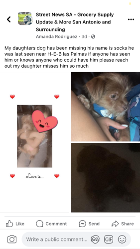 Lost Male Dog last seen Near the back of H‑E‑B , San Antonio, TX 78237