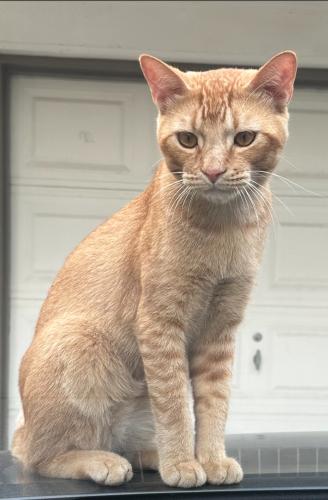 Lost Male Cat last seen Dunlap St, Houston, TX 77074