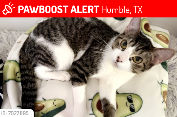 Lost Male Cat last seen Windswept, Humble, TX 77338