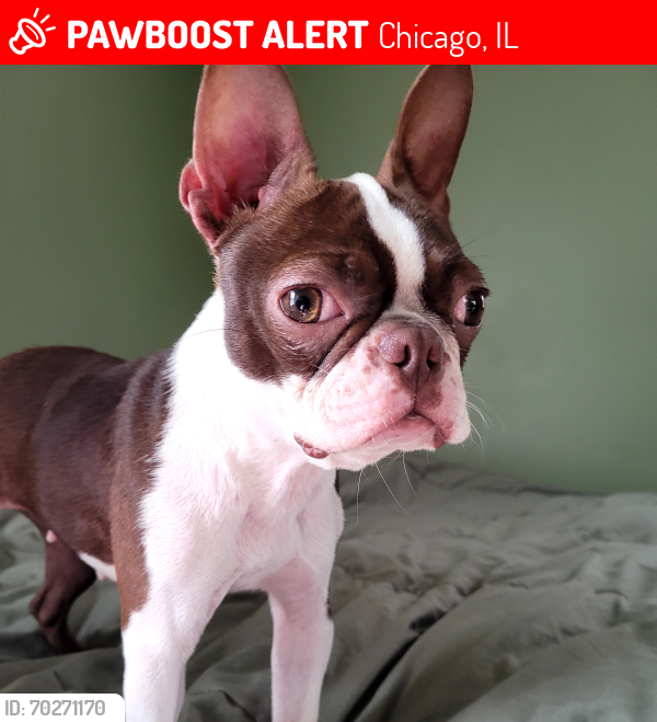 Lost Female Dog last seen 103rd Cottage Grove Chicago, IL 60628, Chicago, IL 60628