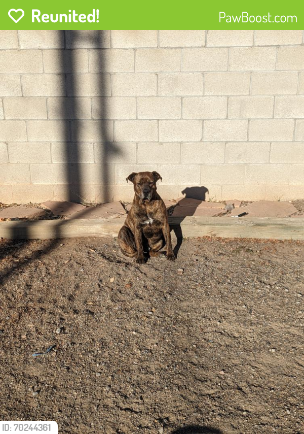 Reunited Male Dog last seen Menaul & 8th Street, Albuquerque, NM 87107