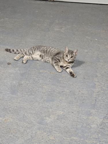 Lost Female Cat last seen Near Futurity Lane Richmond Texas , Richmond, TX 77406