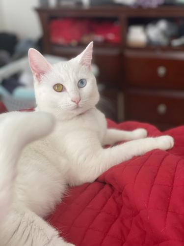 Lost Female Cat last seen Shira and Sharps, Mount Holly, NJ 08060
