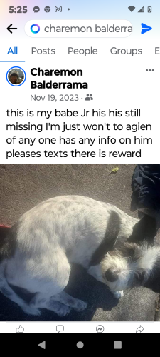 Lost Male Dog last seen Orangewood  beach Blvd , Stanton, CA 90680