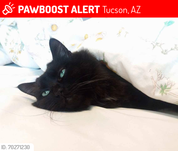 Lost Male Cat last seen Desert sky middle school, Tucson, AZ 85747