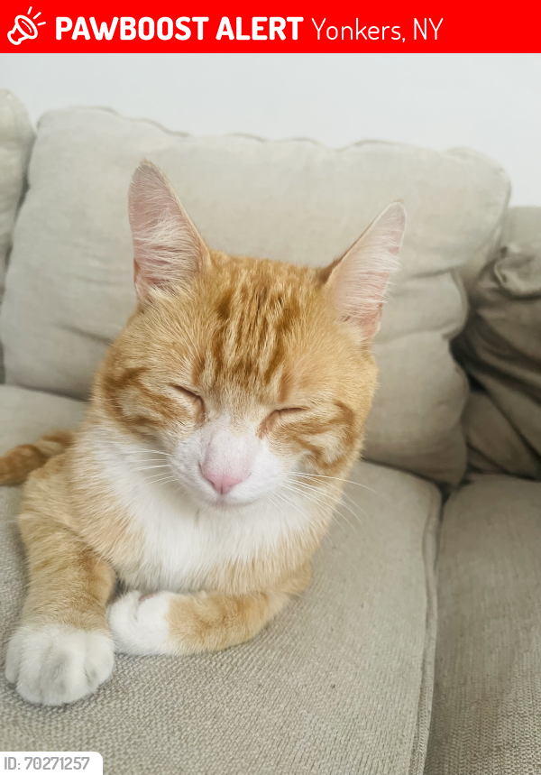 Lost Male Cat last seen Yonkers ave, Yonkers, NY 10705