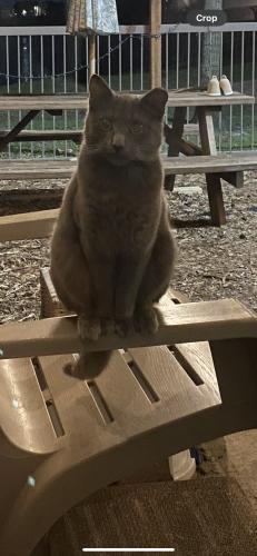 Lost Male Cat last seen Windmill Laked and Windwater, Houston, TX 77075
