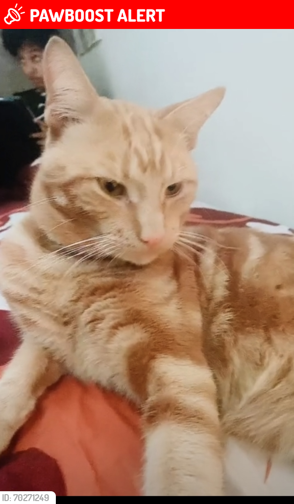 Lost Male Cat last seen Southall , Greater London, England 