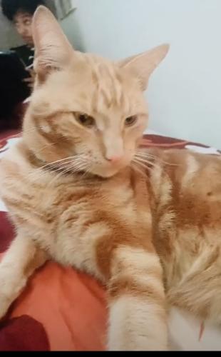 Lost Male Cat last seen Southall , Greater London, England 
