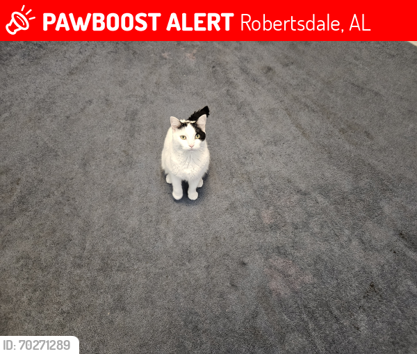 Lost Female Cat last seen Oasis Robertsdale, AL, Robertsdale, AL 36567