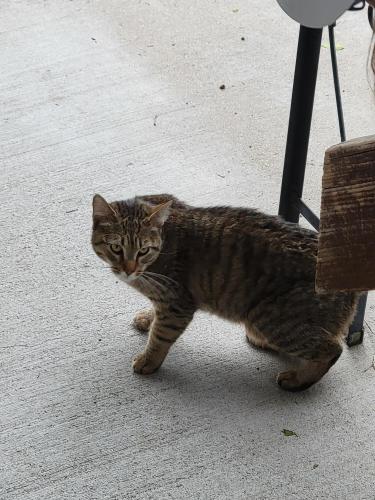 Found/Stray Unknown Cat last seen Rocky mountain lake park, 46th and Lowell , Denver, CO 80211