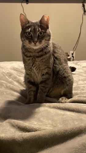 Lost Female Cat last seen  Clay Rd and Fry Rd, Katy, TX 77449
