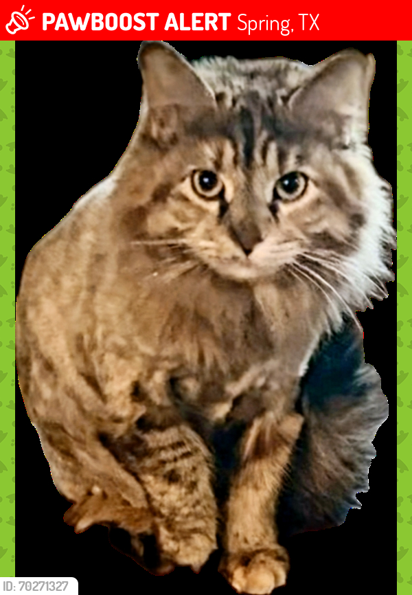 Lost Female Cat last seen Kuykendahl & Creekside Green, Spring, TX 77389