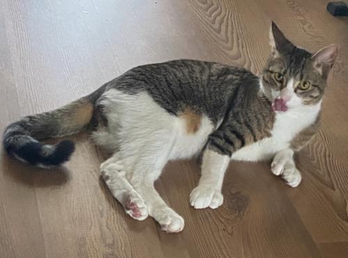 Lost Male Cat last seen Newsom Mound Rd, Weatherford, TX 76085