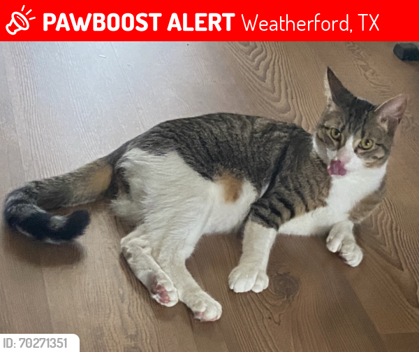 Lost Male Cat last seen Newsom Mound Rd, Weatherford, TX 76085