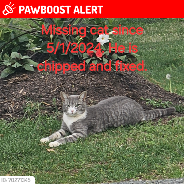 Lost Male Cat last seen Foster Rd and Hwy 9 near Fish Camp, Spartanburg County, SC 29349