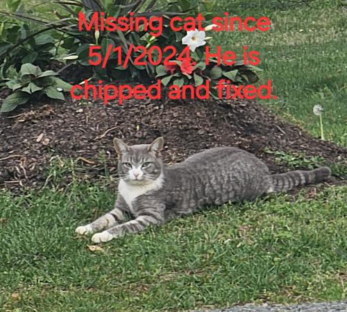 Lost Male Cat last seen Foster Rd and Hwy 9 near Fish Camp, Spartanburg County, SC 29349