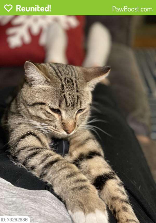 Reunited Male Cat last seen St Anthony Pkwy & 29th Ave NE, Minneapolis, MN 55418