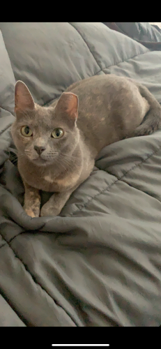 Lost Female Cat last seen Lexus and Dunn Hill Drive, Fort Worth, TX 76137