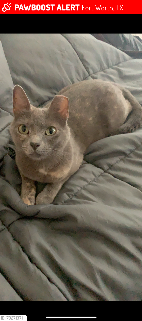 Lost Female Cat last seen Lexus and Dunn Hill Drive, Fort Worth, TX 76137