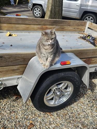 Lost Female Cat last seen Asylum Lake Winc Ave entrance, Kalamazoo, MI 49008