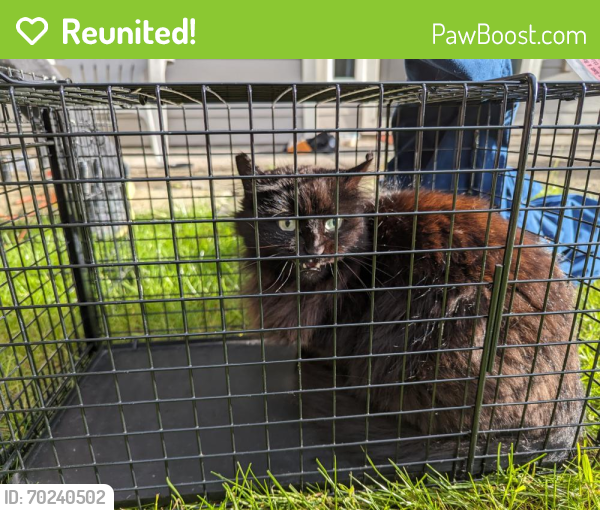 Reunited Female Cat last seen NE Nelly Street, Hillsboro, OR 97124
