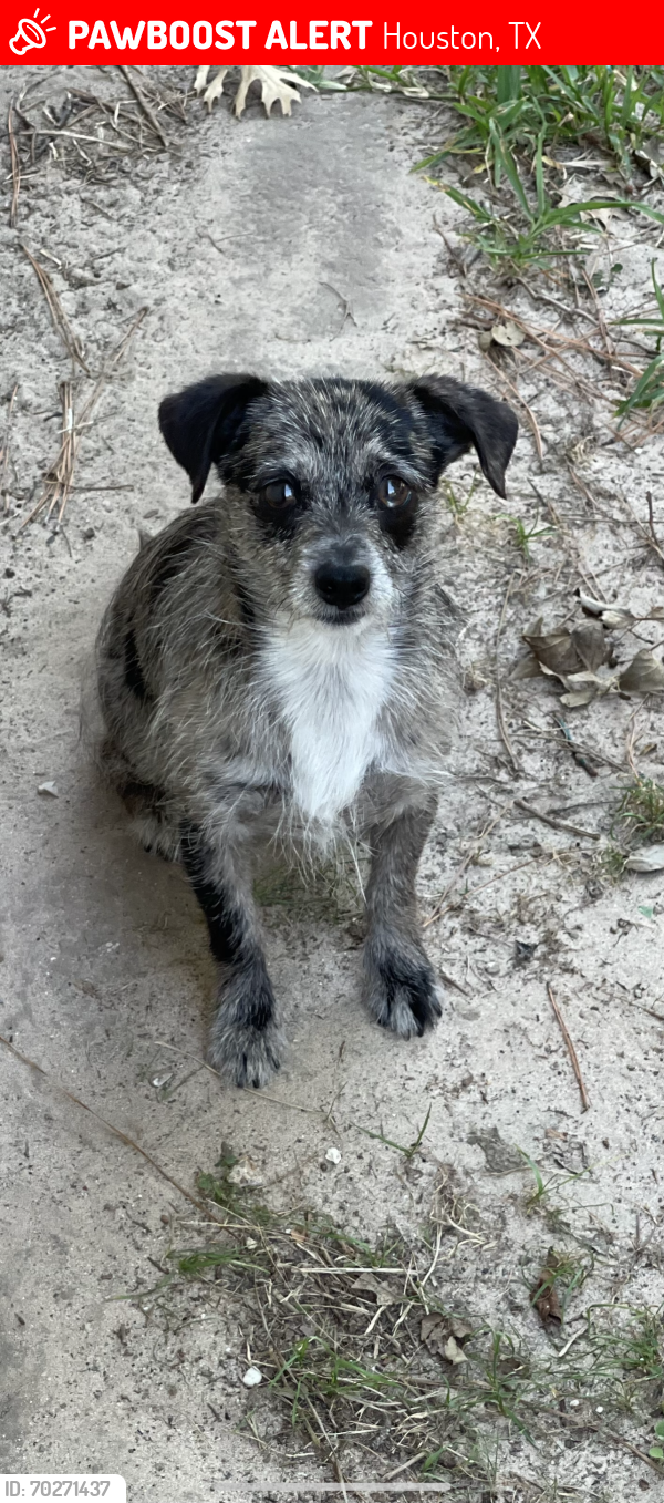 Lost Female Dog last seen aberdeen green, Houston, TX 77095