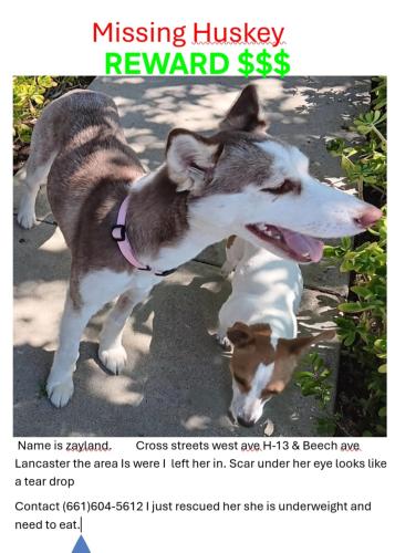 Lost Female Dog last seen Beech ave ave H-13, Lancaster, CA 93534