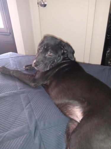 Lost Female Dog last seen Isabella Circle, Towers , Knoxville, TN 37915