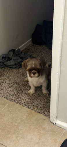 Lost Male Dog last seen 27th and northern, Phoenix, AZ 85051