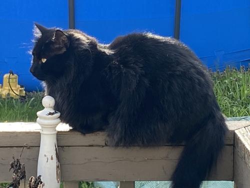 Lost Male Cat last seen SE Duke and 66th Ave, Portland, OR 97206