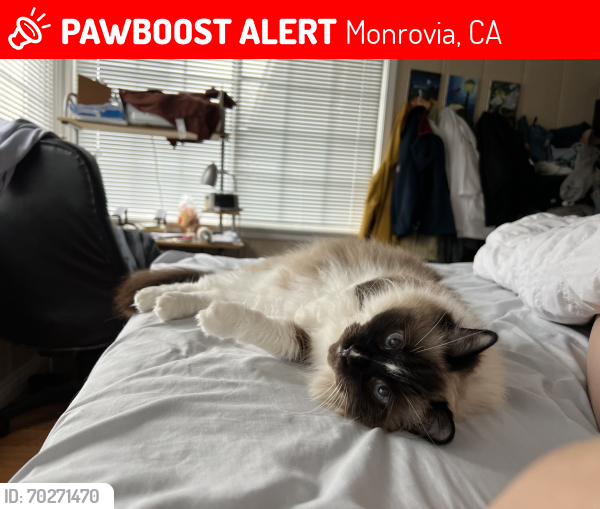 Lost Male Cat last seen W Hillcrest Blvd and N Madison Ave, Monrovia, CA 91016