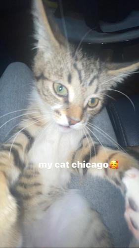 Lost Male Cat last seen idk what this means, Roseville, MI 48066