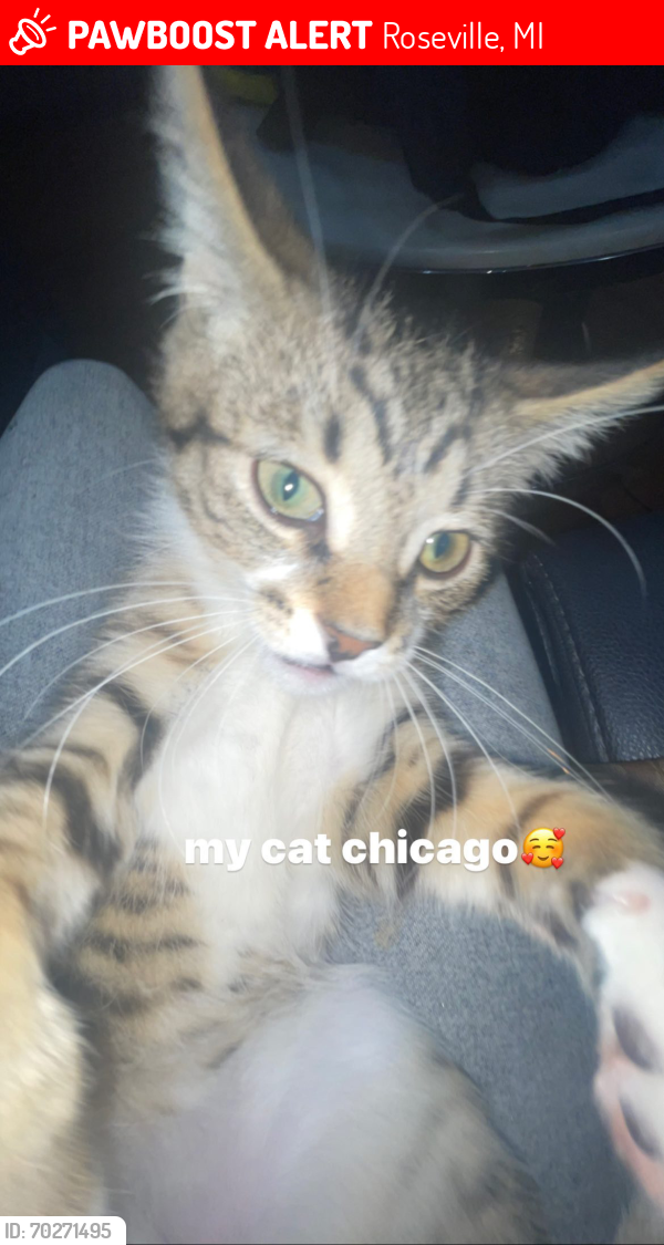 Lost Male Cat last seen idk what this means, Roseville, MI 48066