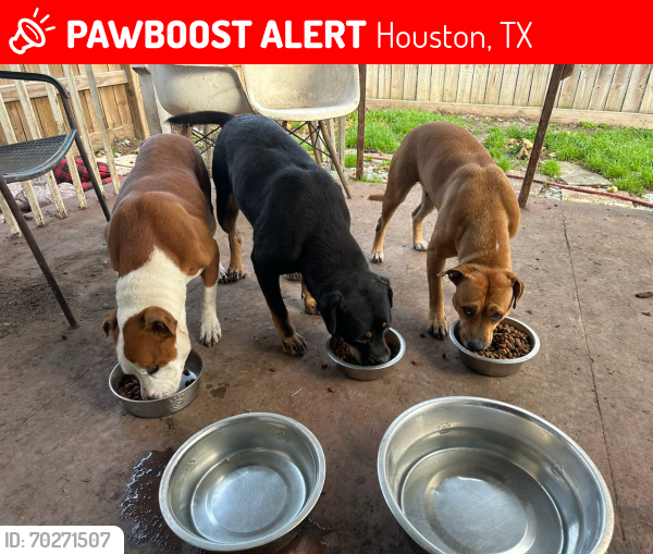 Lost Male Dog last seen Near , Houston, TX 77053