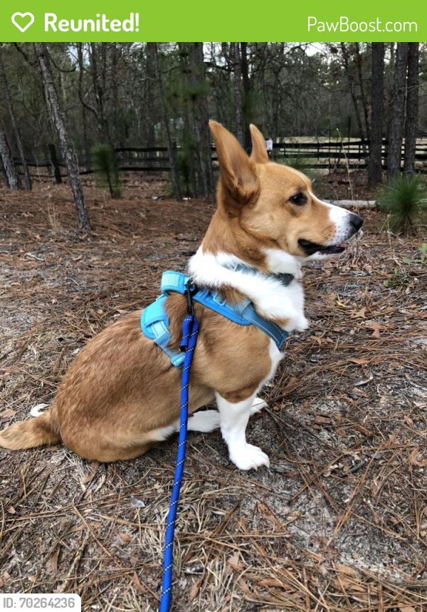 Reunited Male Dog last seen Spears creek church rd and Jacobs dr, Columbia, SC 29229