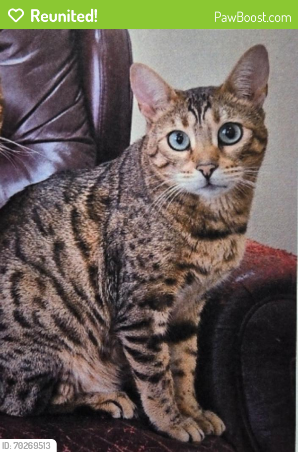 Reunited Female Cat last seen birchwood dr, Waterford Township, MI 48329