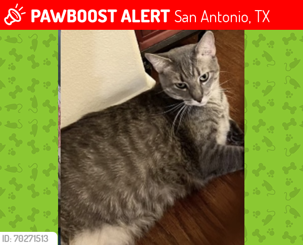 Lost Male Cat last seen Stonecroft/ Stonefield, San Antonio, TX 78254