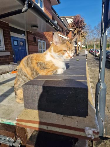 Lost Female Cat last seen Wembley , Greater London, England 