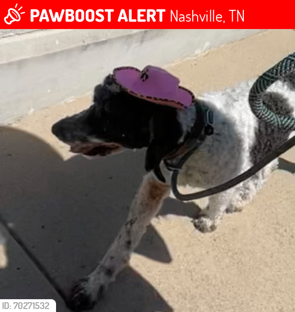 Lost Female Dog last seen By the pool on dove creek rd, Nashville, TN 37013