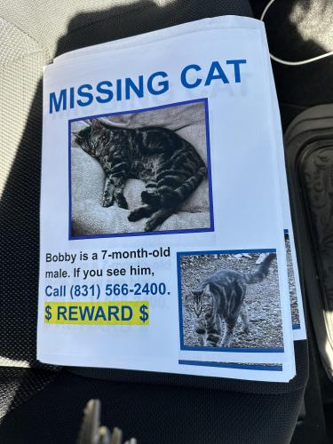 Lost Male Cat last seen Near Casserly Rd Watsonville CA, Watsonville, CA 95076