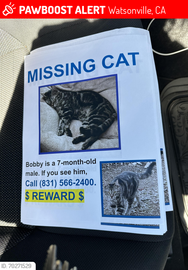 Lost Male Cat last seen Near Casserly Rd Watsonville CA, Watsonville, CA 95076