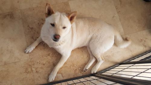 Lost Male Dog last seen LINDELL AND PALMYRA, Spring Valley, NV 89146